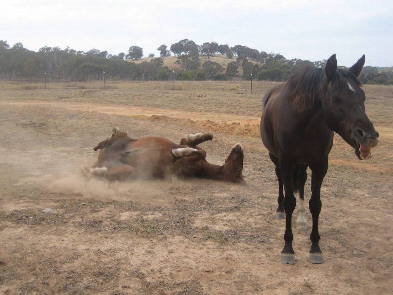 American-Saddlebred-albern