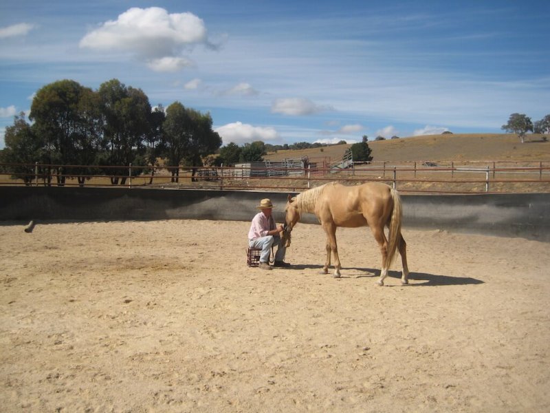 American-Saddlebred-erziehung