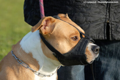 American Staffordshire Terrier mit Maulkorb