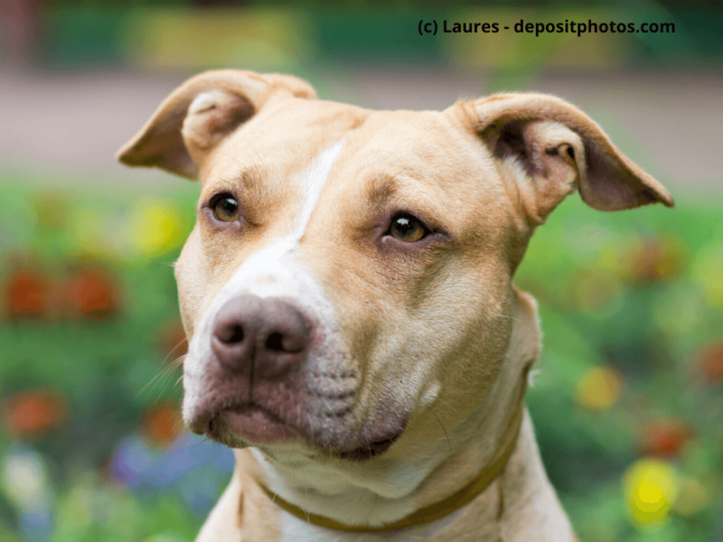 American Staffordshire Terrier Nahaufnahme Gesicht