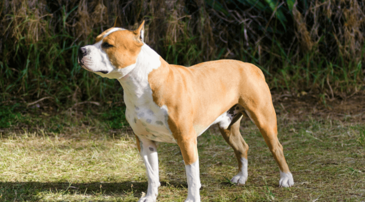 American Staffordshire Terrier