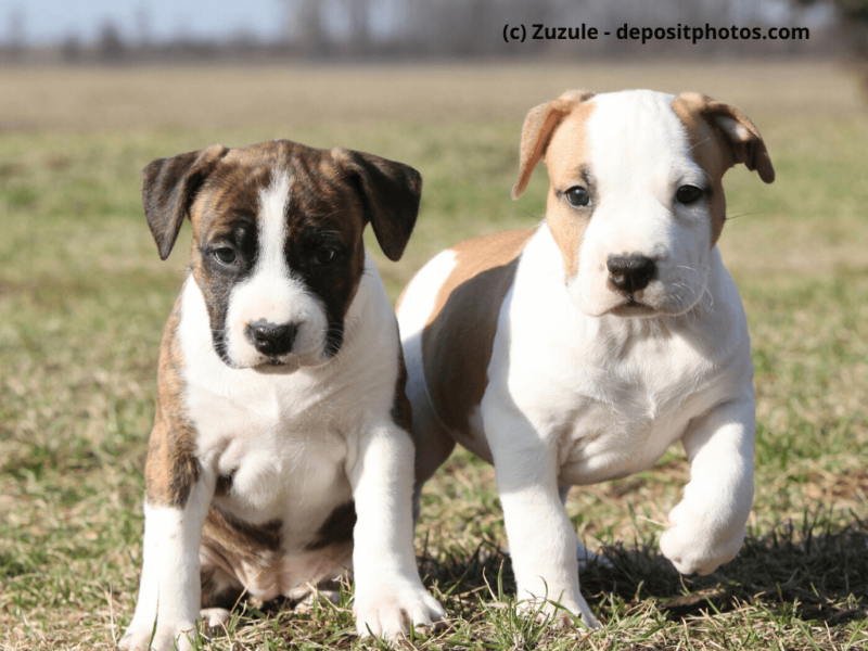 American Staffordshire Terrier Welpen auf Wiese