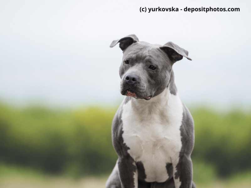 American Staffordshire Terrier blau, grau mit verschwommenem Hintergrund