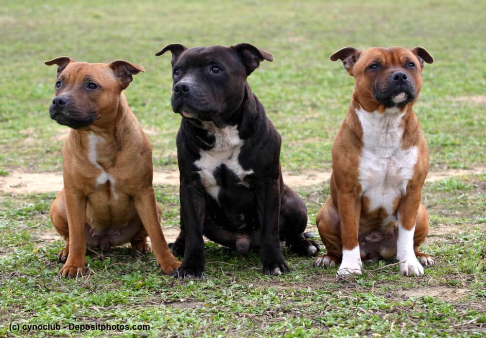 Drei braune American Staffordshire Terrier