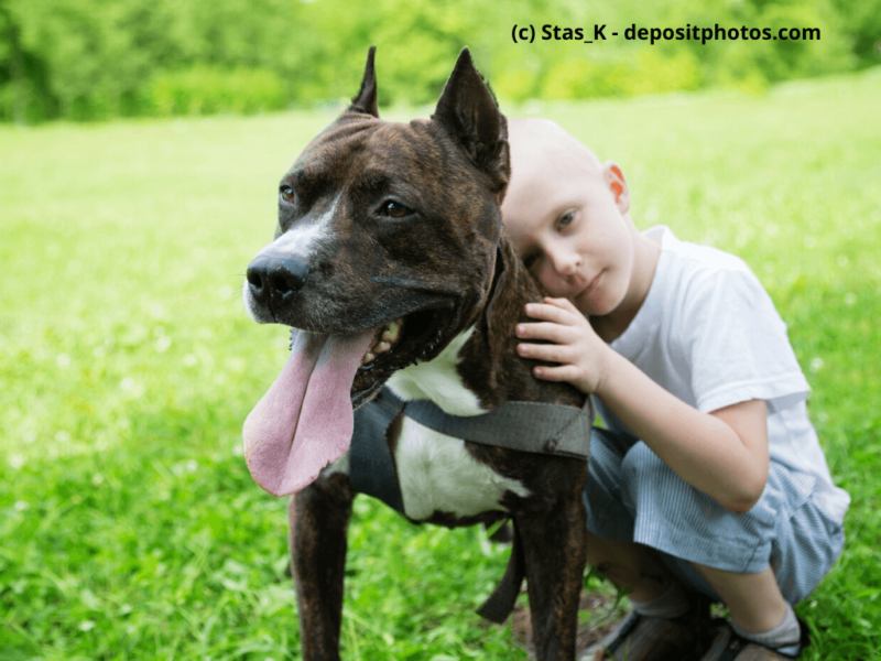 American Staffordshire Terrier mit kleinem Jungen im Freien