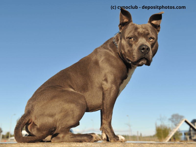American Staffordshire Terrier sitzt im Freien auf einem Tisch