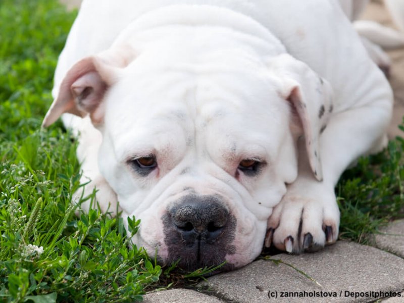 American Bulldog liegend
