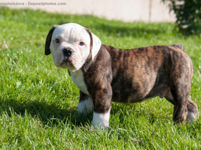 American Bulldog Welpe stehend