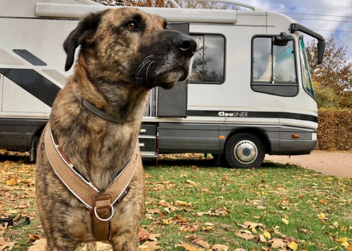 Kaufratgeber: Die besten Anti-Zieh-Geschirre für ziehende Hunde