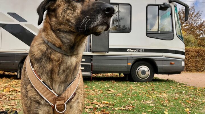 Kaufratgeber: Die besten Anti-Zieh-Geschirre für ziehende Hunde