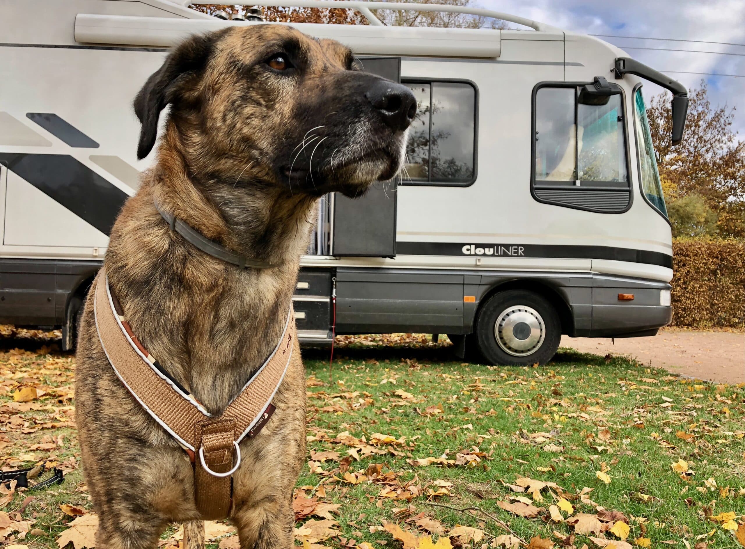 Ein gutes Anti-Zieh-Geschirr sitzt gut und Du kannst die Leine am Brust- und Rückenring einhängen.