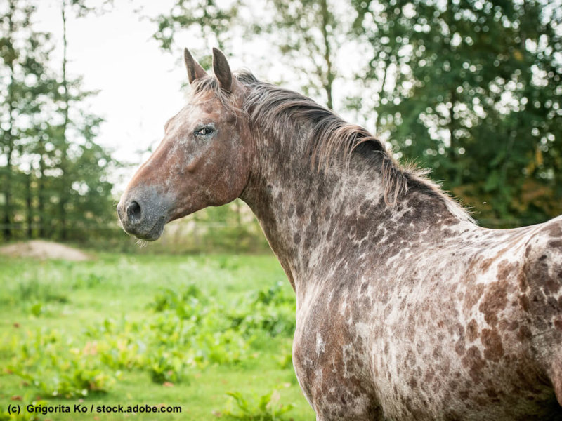 Beautiful appaloosa horse looking back