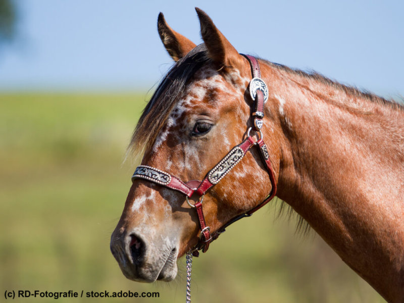 Appaloosa Portrait