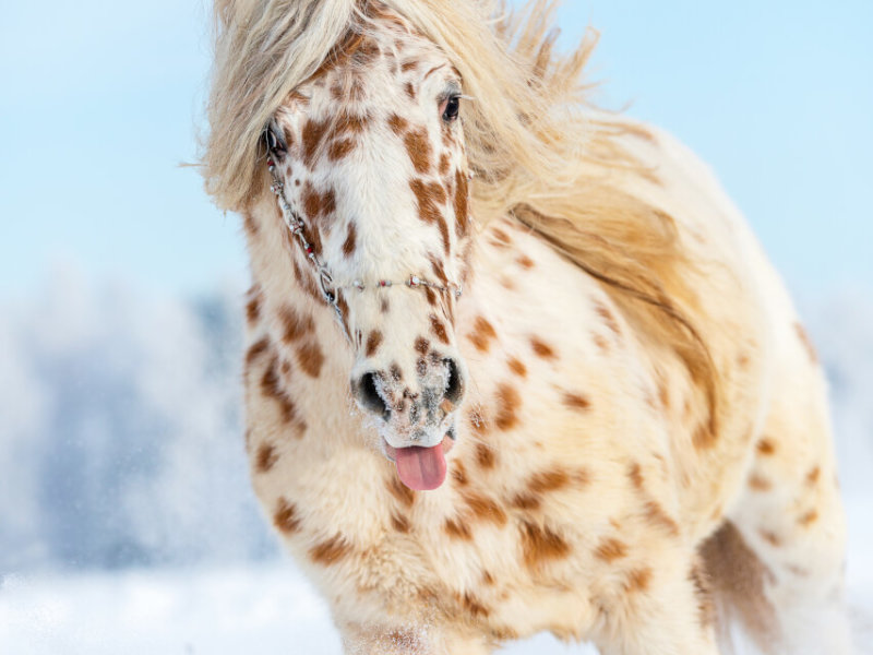 Appaloosa im Winter