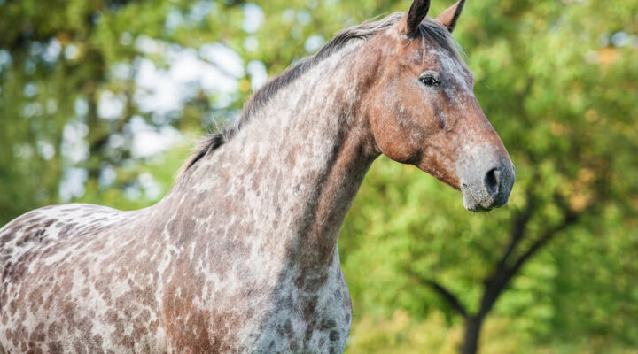 Appaloosa