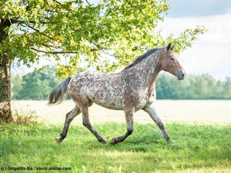 Appaloosa im Trab