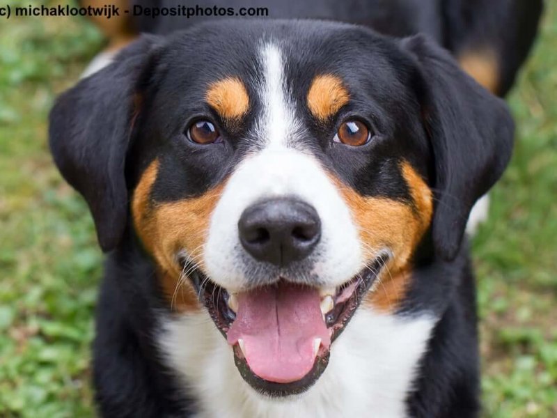 Portrait eines Appenzeller Sennenhund