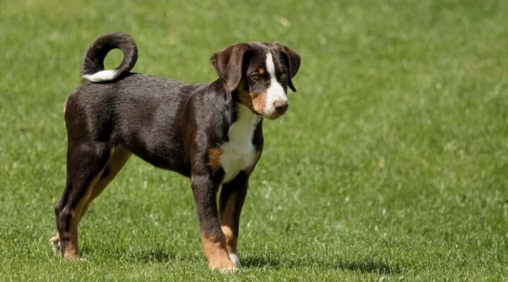 Appenzeller Sennenhund