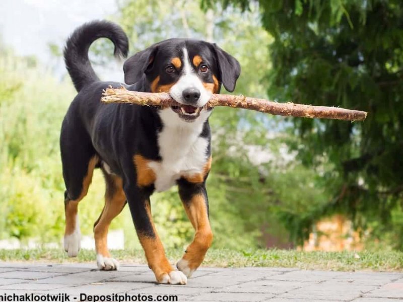 Appenzeller Sennenhund spielt mit einem Stock