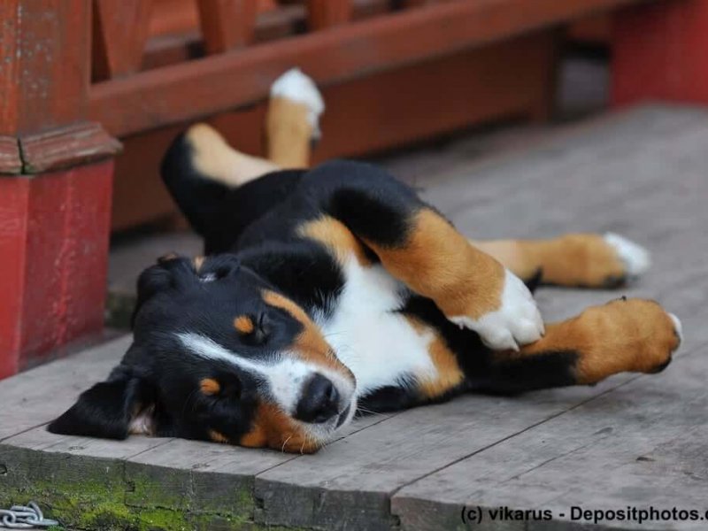 Entspannter Appenzeller Sennenhund-Welpe