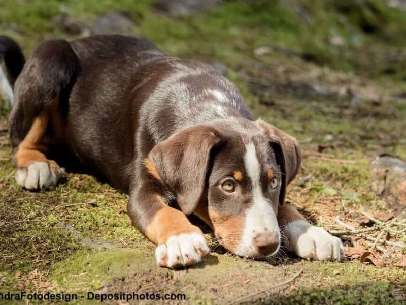 Neugieriger Appenzeller Sennenhund-Welpe