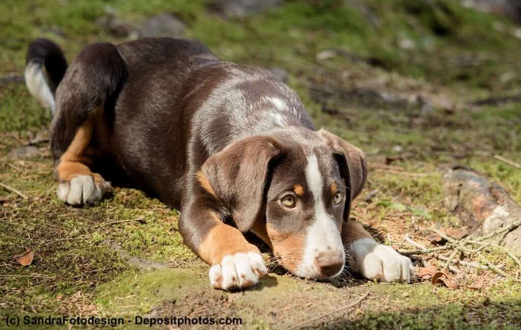 Neugieriger Appenzeller Sennenhund-Welpe