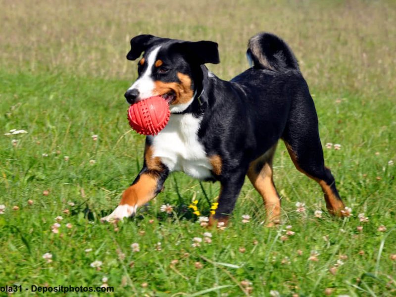 Fröhlicher Appenzeller Sennenhund auf einer Wiese