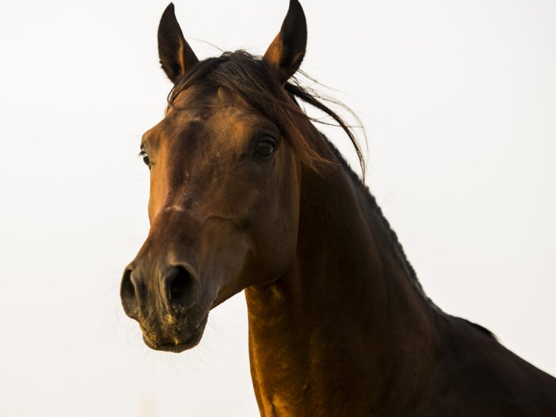 Arabisches Vollblut braun im Portrait