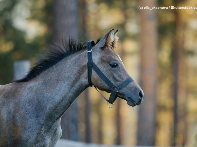 Arabisches Vollblut Fohlen