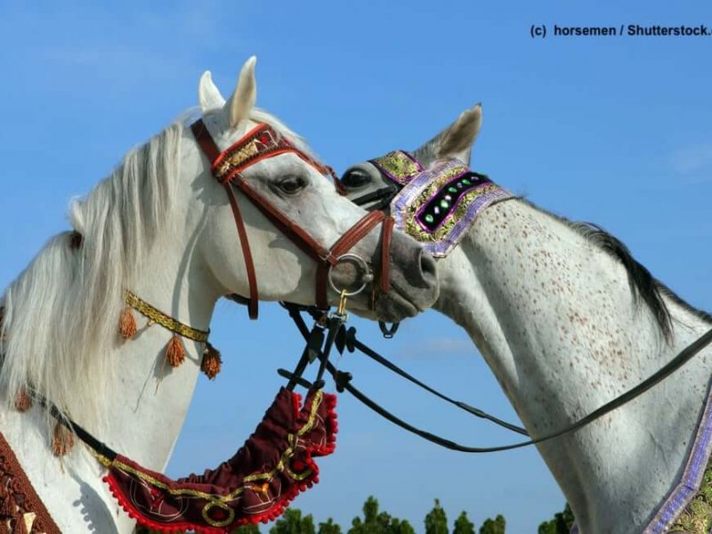 Pferdefarben Schimmel Arabisches Vollblut geschmückt – Showpferde
