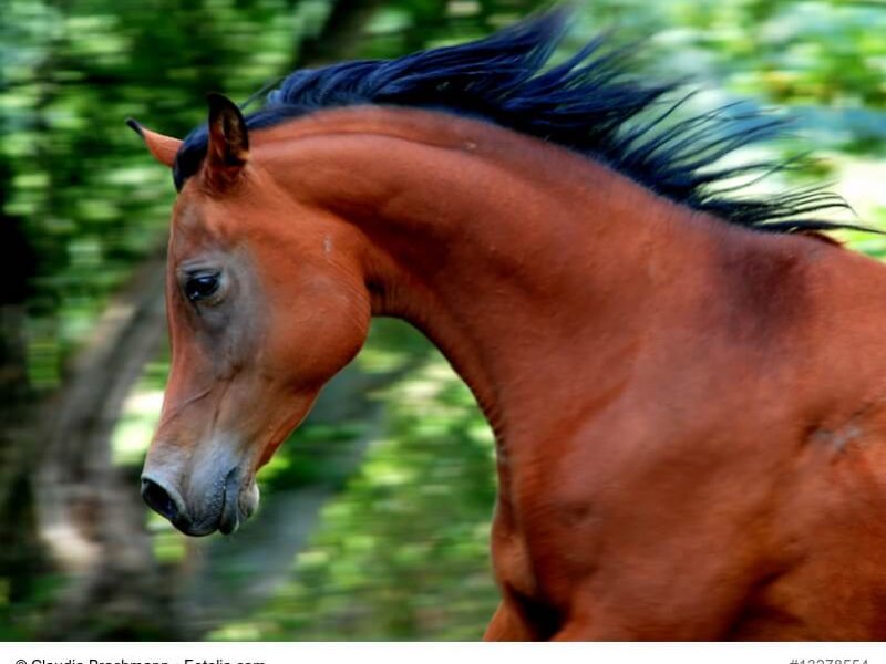 Braunes Arabische Vollblut Fohlen