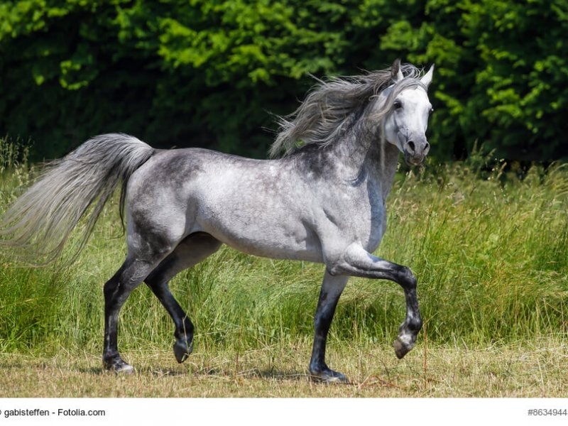 Arabischer Vollblut Schimmel im leichten Trab