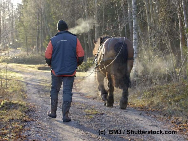 Ardenner bei der Waldarbeit