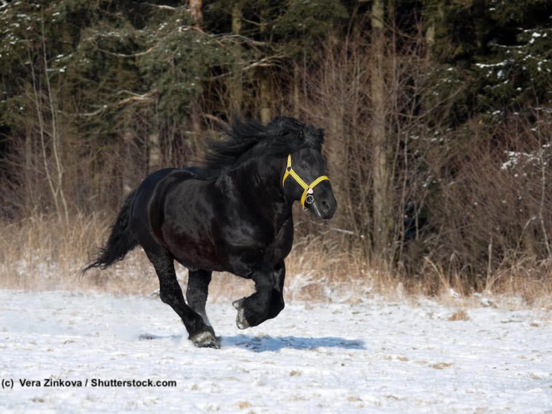 Schwarzer Ardenner im Winter