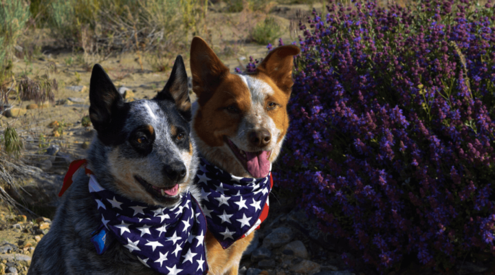 Australian Cattledog