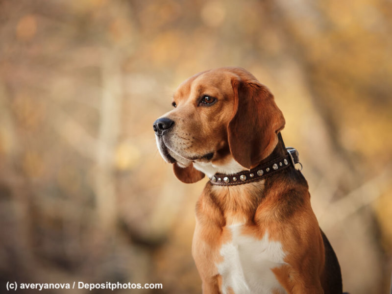 Beagle im Wald