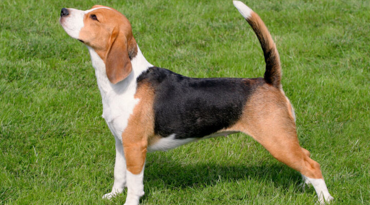 Beagle