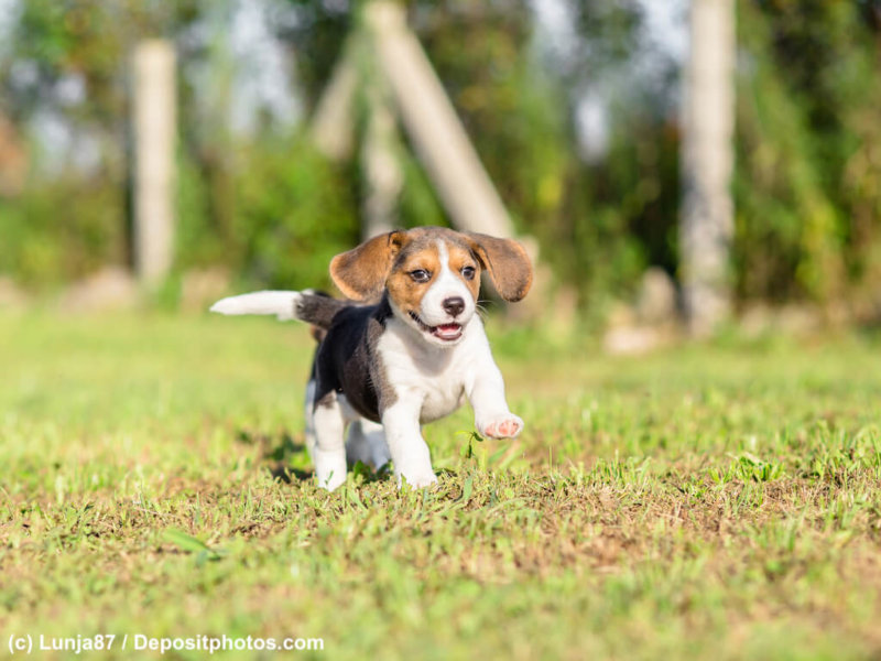 Beagle Welpe im Lauf