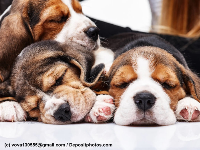 Beagle Welpen schlafend