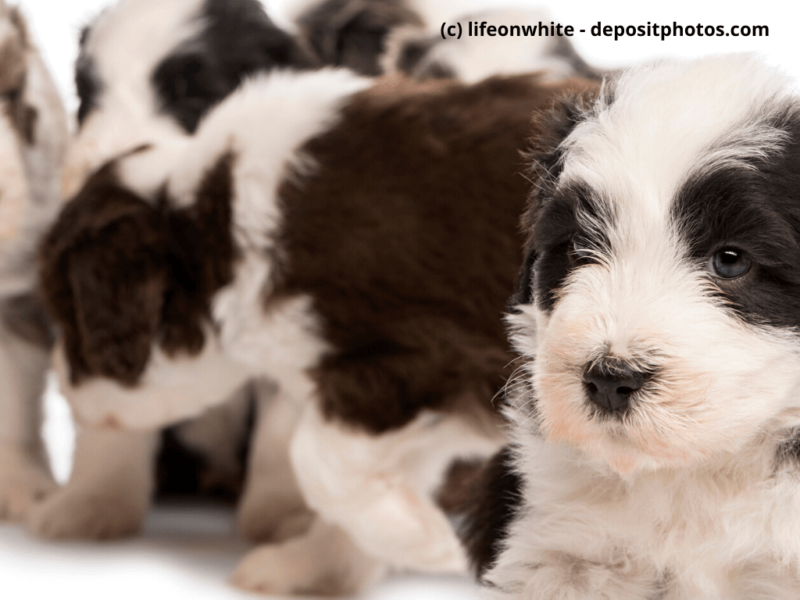 Bearded Collie Nahaufnahme auf Welpen vor weißem Hintergrund