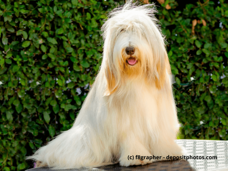 Bearded Collie Portrait von einem weißen und jungen Beardie