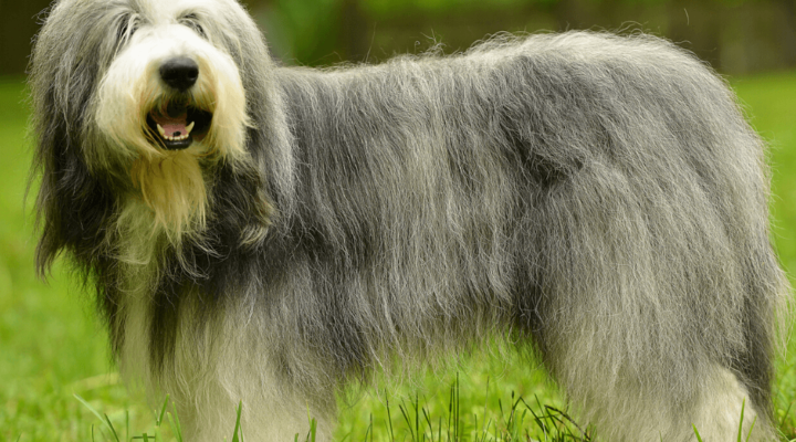 Bearded Collie