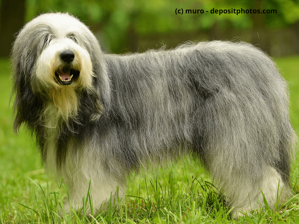 Bearded Collie Steckbrief