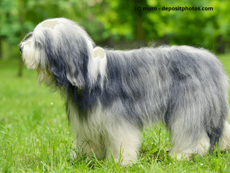 Bearded Collie auf grünem-Gras im Freien