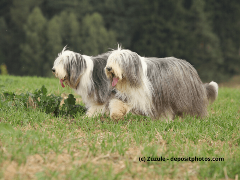 Bearded Collie laufen über ein Feld mit Wald im Hintergrund