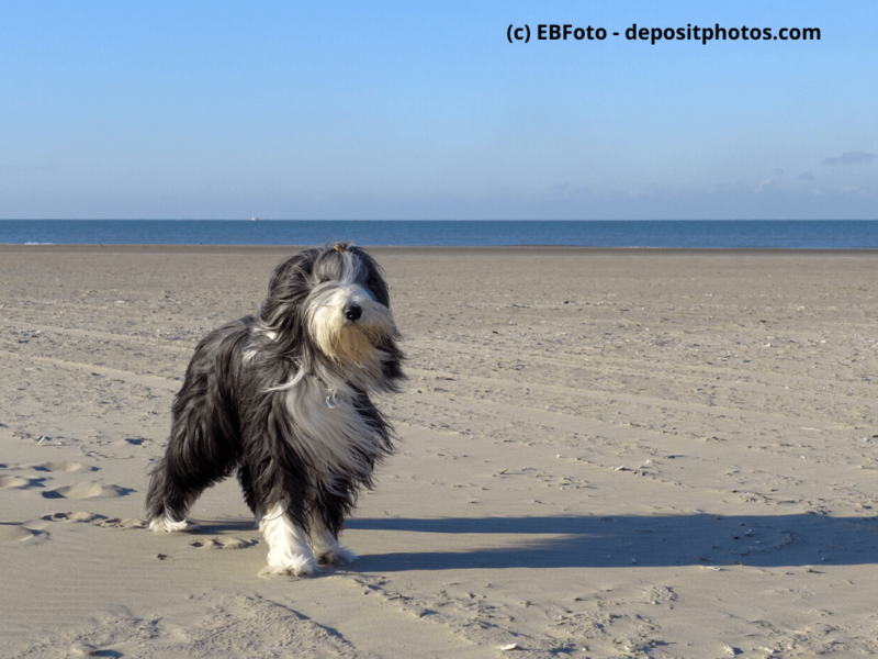 Bearded Collie steht am Strand im Hintergrund Meer