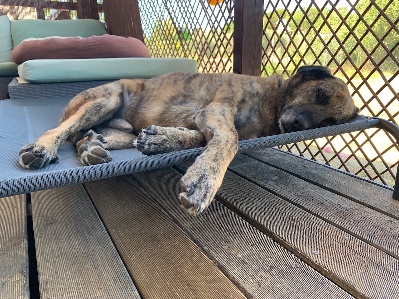 Hundeliege von BEDSURE im Test