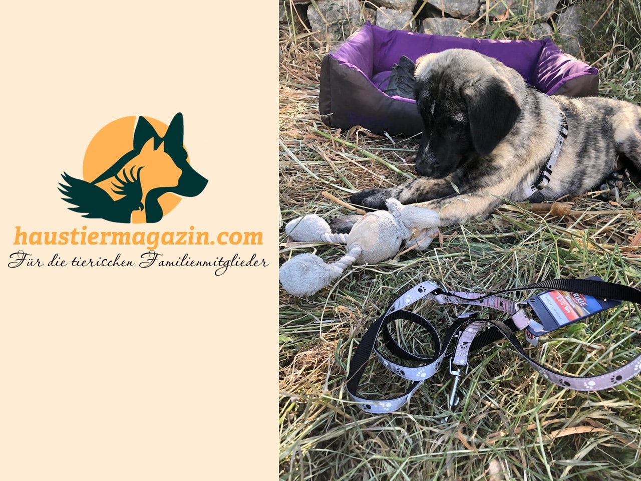 Finde das passende Welpenzubehör für deinen Welpen mit unseren umfangreichen Checklisten.