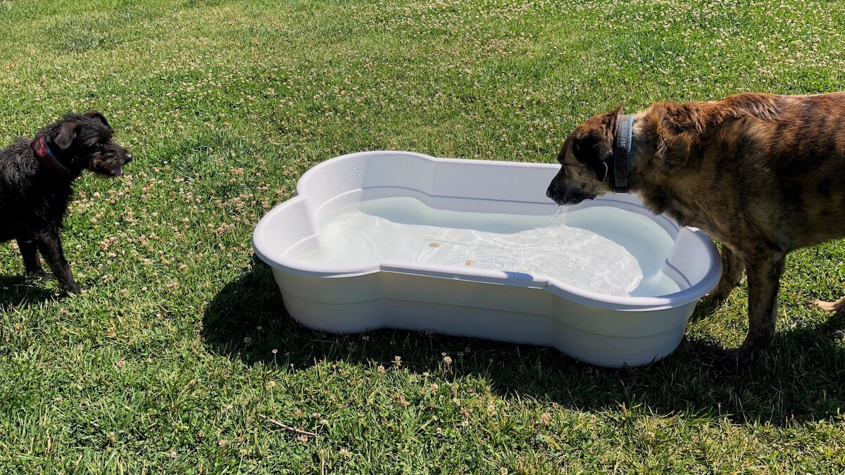 Testhund-Profi Chief und seine Azubine Pepper testen den Hundepool von DogsLand auf Herz und Nieren.