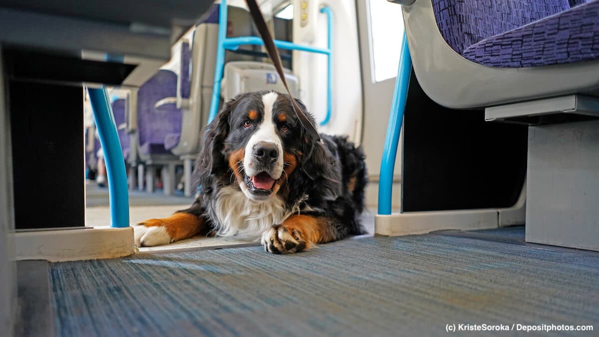 Unterwegs mit einem Berner Sennenhund in einem Zug